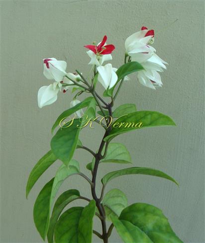  Flowering shoot